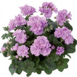 Toscana® Medio Lavender (Teske)